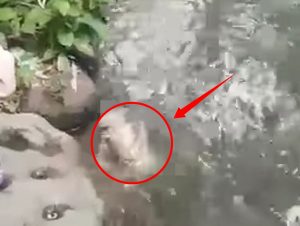 Mayat Bayi Ditemukan Di Sungai Mojogeneng, Diduga Dianiaya Sebelum Dibuang