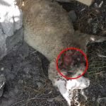 Kambing Mati Misterius di Banyuwangi Secara Misterius Kembali Terjadi