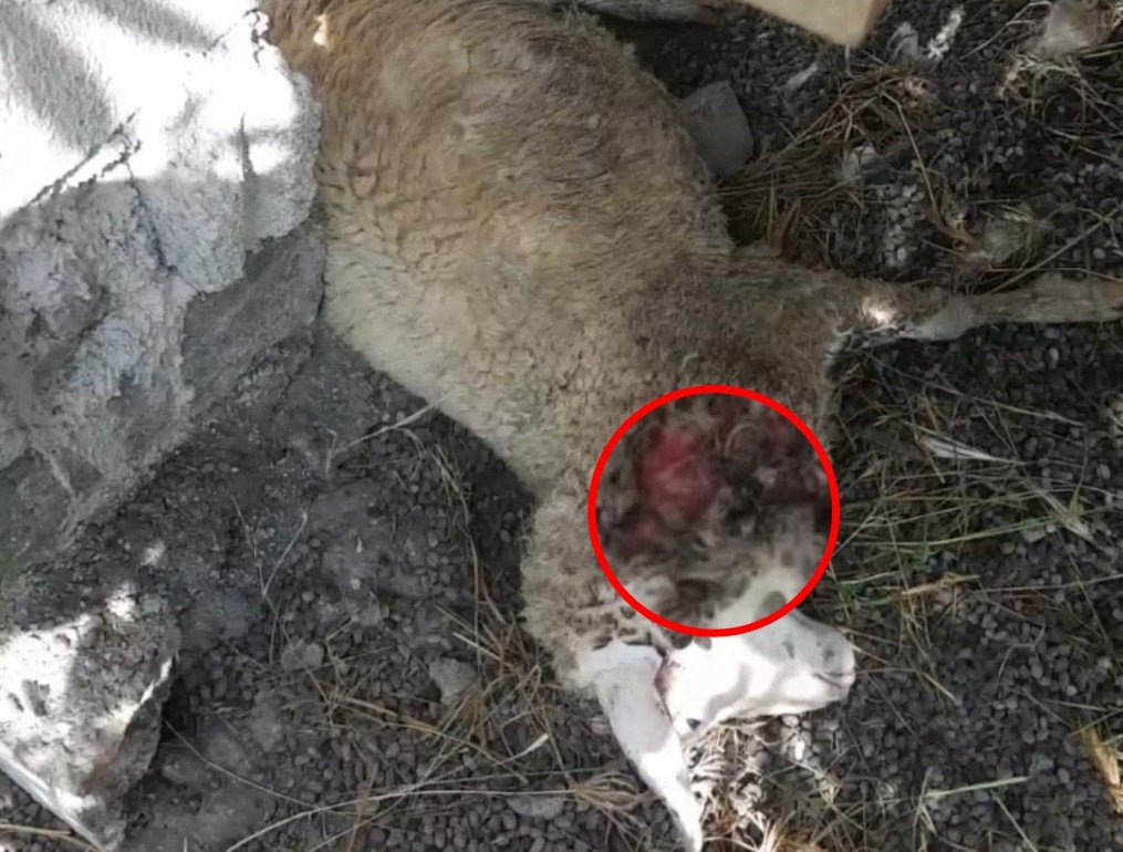 Kambing Mati Misterius di Banyuwangi Secara Misterius Kembali Terjadi