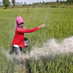 Pupuk Bersubsidi Langka Di Mojokerto, Kartu Tani Tak Berfungsi