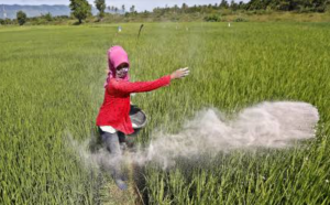 Pupuk Bersubsidi Langka Di Mojokerto, Kartu Tani Tak Berfungsi