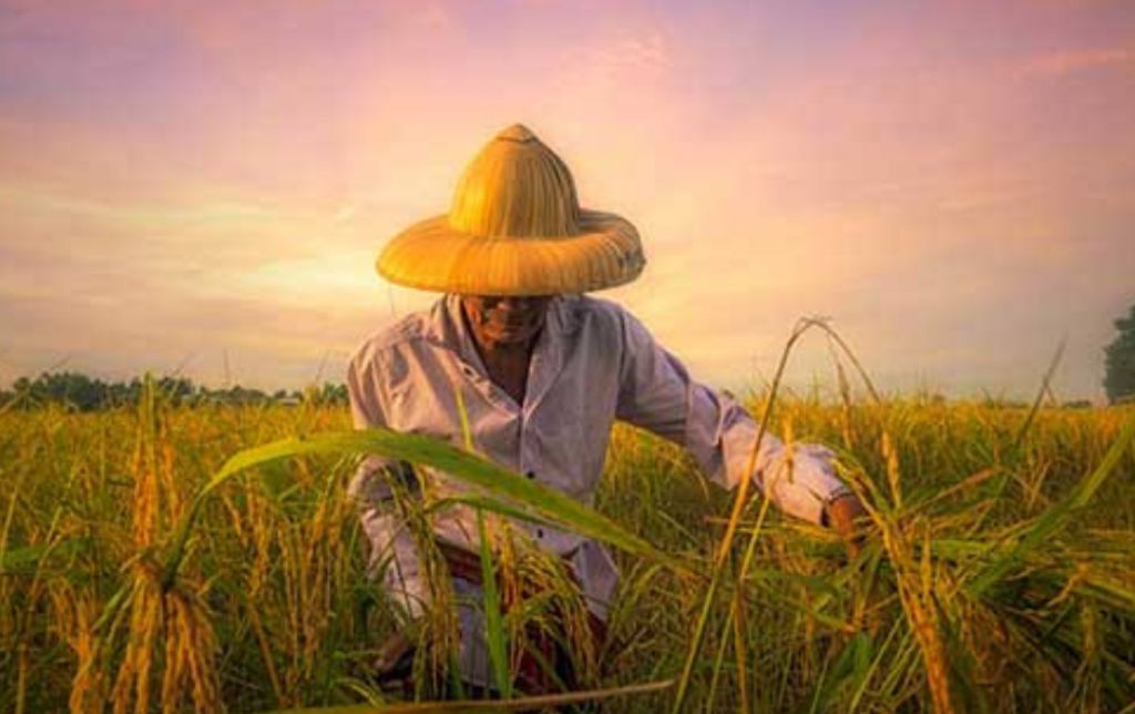 Kartu Tani Gagal Jadi Solusi Atasi Kelangkaan Pupuk, DPRD Kabupaten Mojokerto Bereaksi