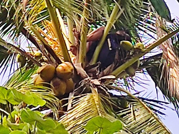 Tes Kesaktian, Warga Banyuwangi Tidur Di Pohon Bikin Panik Warga