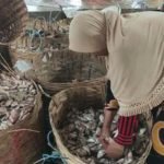 Tiba Masa Panen, Harga Ikan di Lamongan Justru Terjun Bebas