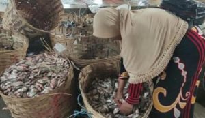 Tiba Masa Panen, Harga Ikan di Lamongan Justru Terjun Bebas