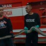 ular sanca dan ular kobra