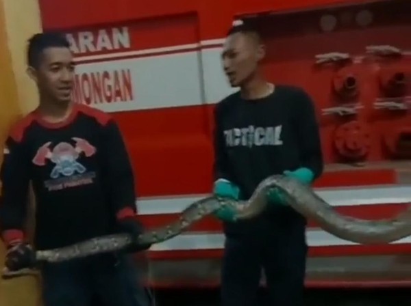 ular sanca dan ular kobra