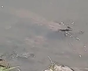 Kemunculan Buaya di Kali Sadar Mojokerto, Bikin Geger