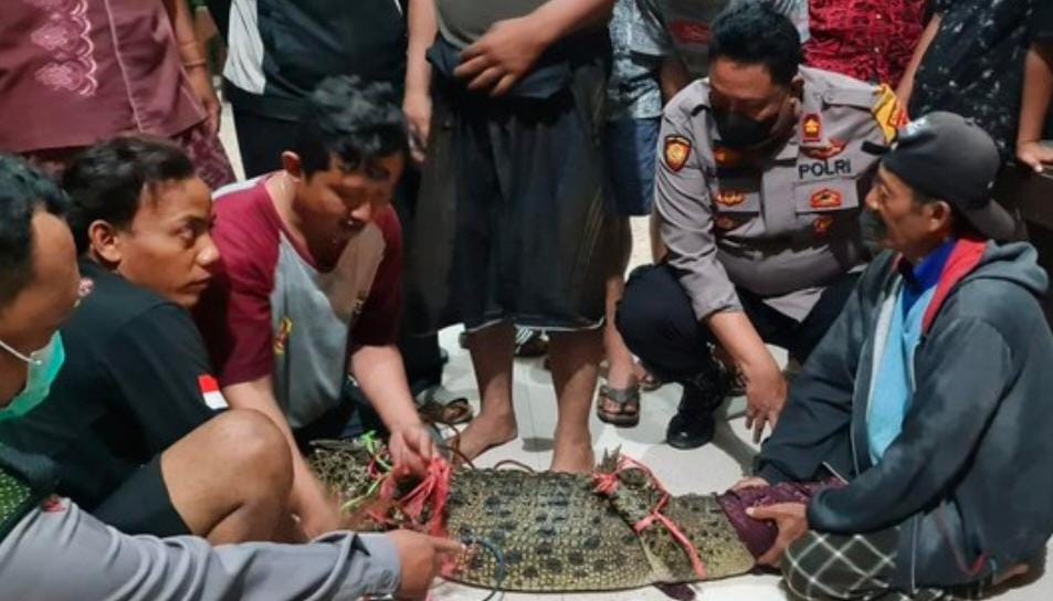 Sayembara Tangkap Buaya Di kali Sadar Berakhir Berkat Sarung Sakti