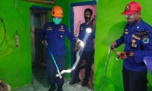 Ular korba Akhirnya Diamankan Petugas Damkar Usai Sembur 2 Warga Malang