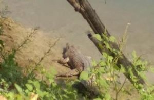 Ini Penyebab Penampakan Buaya Di Bantaran Sungai Bengawan Solo