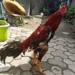Jenis Ayam Petarung No 1 Tetap Ayam Bangkok