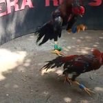 Jurus Ampuh Melatih Ayam Supaya Jadi Petarung Tangguh