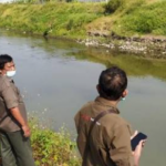 Ternyata Kemunculan Buaya di Kali Sadar Mojokerto, Sudah Diketahui Sejak Lama