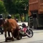 Viral, Sapi Limousin Seruduk Pemotor Dan Mobil Hingga Kacaukan Traffic Light