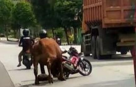 Viral, Sapi Limousin Seruduk Pemotor Dan Mobil Hingga Kacaukan Traffic Light