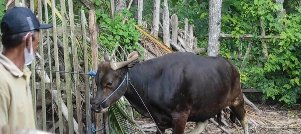 Hendak Dikorbankan Sapi Di Banyuwangi Mengamuk, Keselamatan Warga Sempat  Terancam