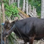 Hendak Dikorbankan Sapi Di Banyuwangi Mengamuk, Keselamatan Warga Sempat  Terancam