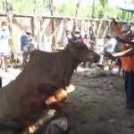 Sapi Madura Di Lumajang Mengamuk Terus, Akhirnya Ditaklukan