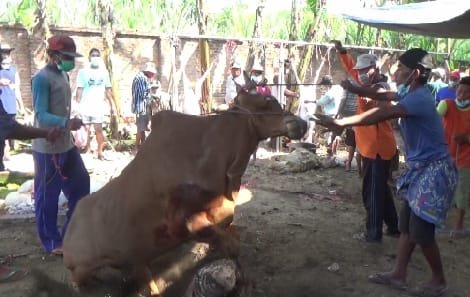 Sapi Madura Di Lumajang Mengamuk Terus, Akhirnya Ditaklukan