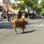Bikin Panik, Sapi Qurban Di Lumajang Berlarian di Jalan Raya