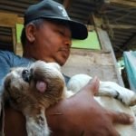 Kambing Berwajah Monyet Di Pacitan Gegerkan Warga