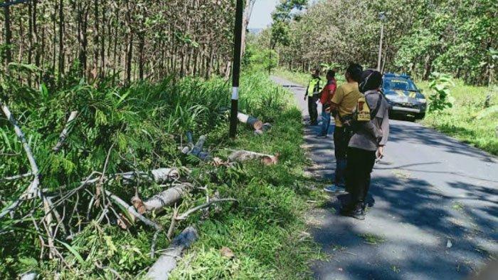 Lewat Di Hutan Pulung, Gadis Cantik Tertimpa Pohon Sengon Laut Hingga Tewas