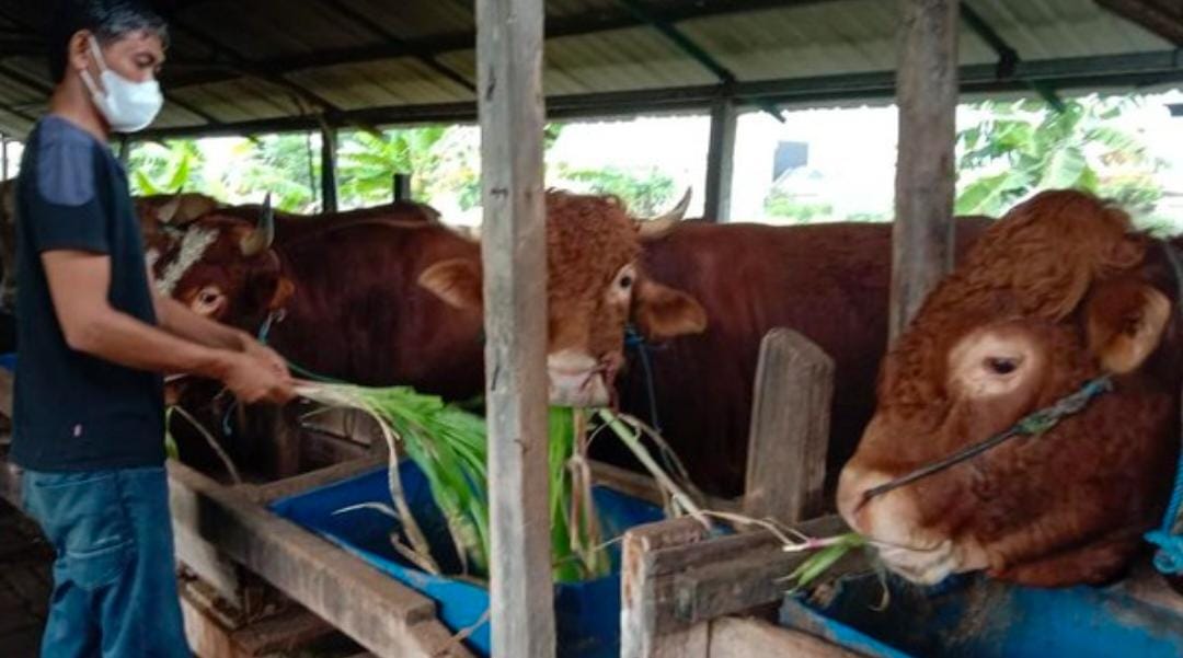 Meski Kurang Tiga Hari Lagi, Pejualan Hewan Qurban Untuk Hari Raya Idul Adha Tetap Lesu