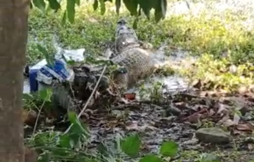 Niat Cari Ikan Di kali Sadar Pria Asal Mojoanyar Malah Dapat Buaya 