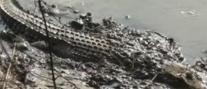 Akhirnya Buaya Muara Di Bengawan Solo Lamongan Ditangkap Warga