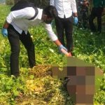 Penemuan Mayat Di Sawah Kangkung Pageruyung Gegerkan Warga 