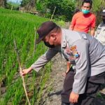 Senjata Makan Tuan, Petani Asal Jombang Tewas Oleh Jebakan Tikus Listriknya Sendiri 