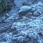 Tanaman Di Kaki Gunung Semeru Kini Mulai Membentuk Bunga Es