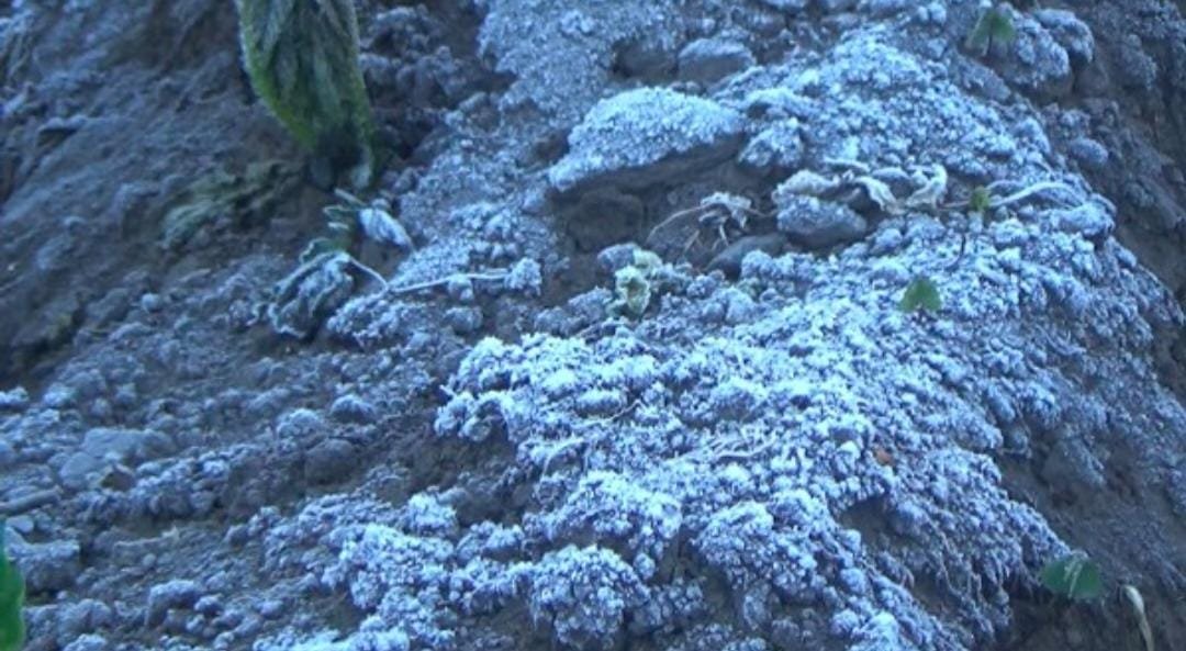 Tanaman Di Kaki Gunung Semeru Kini Mulai Membentuk Bunga Es