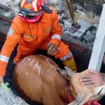 Terlalu Berat, Sapi Brahman Yang Akan Dikorbankan Masuk Ke Selokan 