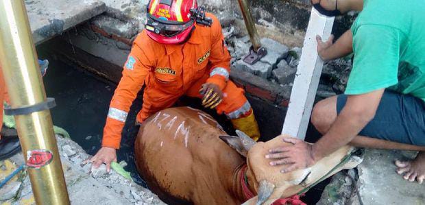 Terlalu Berat, Sapi Brahman Yang Akan Dikorbankan Masuk Ke Selokan