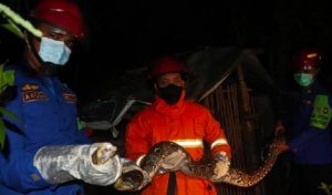 Ular Piton Sepanjang 3 Meter Akhirnya Diamankan Petugas Damkar Setelah Memakan Ternak Warga Trenggalek