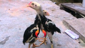 Merawat Anakan Ayam Bangkok Agar Punya Tulangan Yang Bagus Dan Kuat