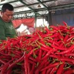 Cabai Merah Kiriman Dari Bojonegoro Selalu Jadi Andalan di PIOS, Ini Alasanya