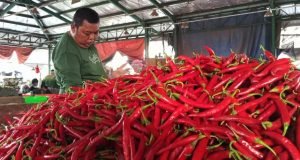 Cabai Merah Kiriman Dari Bojonegoro Selalu Jadi Andalan di PIOS, Ini Alasanya