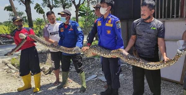 Ular Sanca  Sepanjang 5 Meter Gemparkan Warga Lamongan