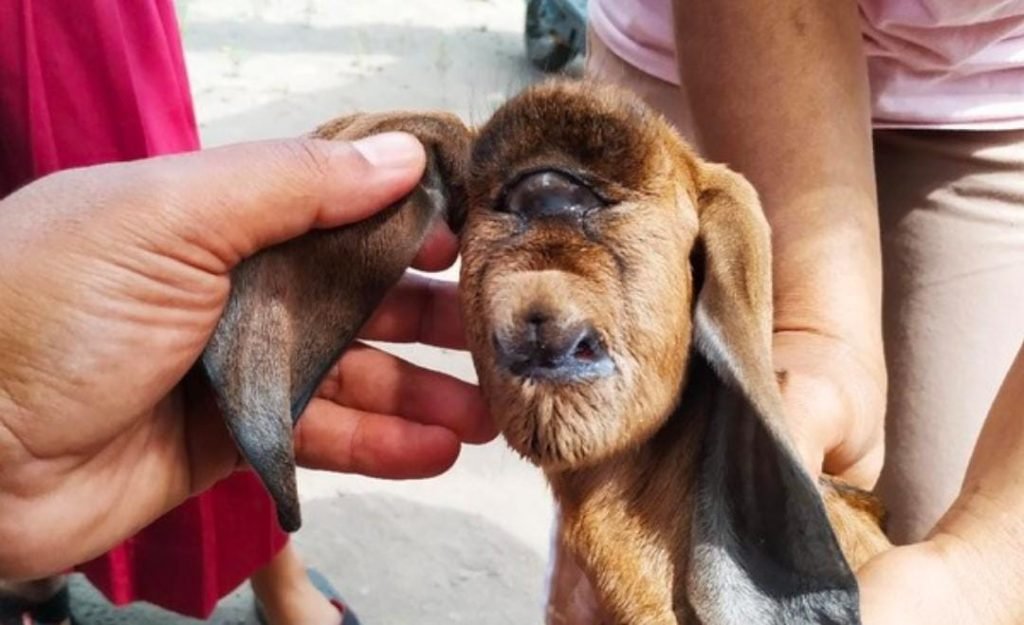 Kambing Bermata Satu Di Blitar Bikin Heboh
