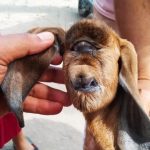 Kambing Bermata Satu Di Blitar Bikin Heboh