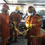 Ular Piton Di Mobil Honda HR-V Berhasil Diamankan