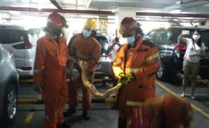 Ular Piton Di Mobil Honda HR-V Berhasil Diamankan