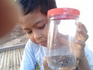 Ular Sanca Kembang Ditemukan di Dapur Rumah Warga Probolinggo Bikin Heboh