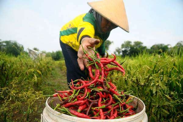 Harga Cabai Menurun Drastis, Petani di Tulungagung Membiarkan Cabainya Mengering di Pohon