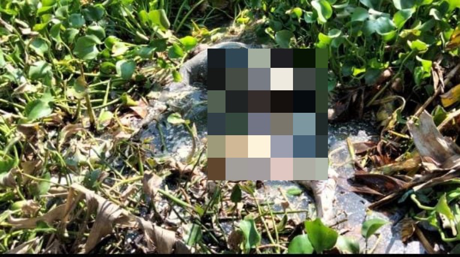 Penemuan Mayat Di Kweden Kembar Gegerkan Warga Penemuan Mayat Di Kweden Kembar Gegerkan Warga