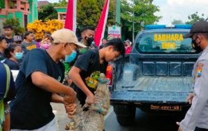 Buaya Di Depan Puskesmas Hebohkan Warga Tuban Akhirnya Dievakuasi ke Bojonegoro