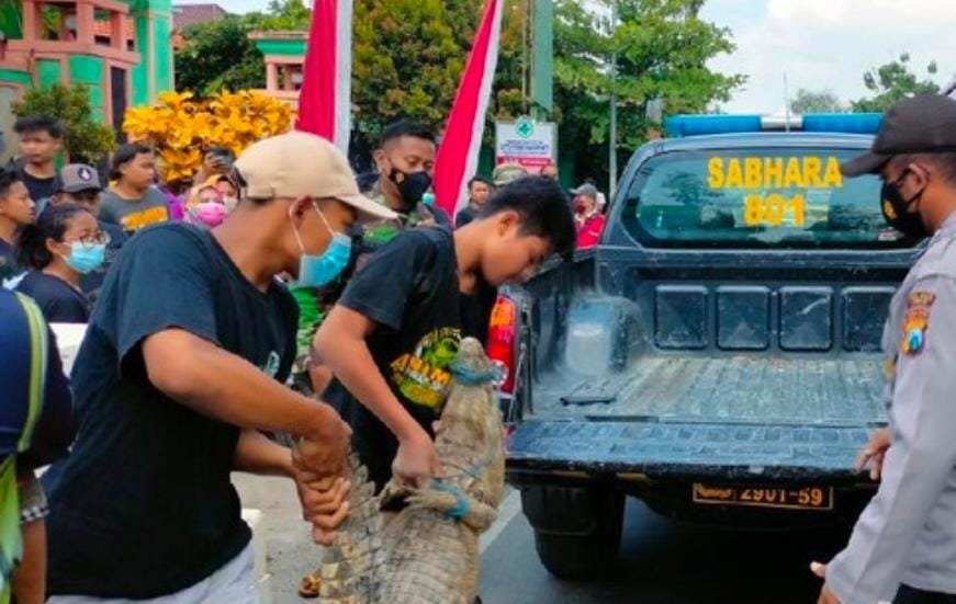 Buaya Di Depan Puskesmas Hebohkan Warga Tuban Akhirnya Dievakuasi ke Bojonegoro